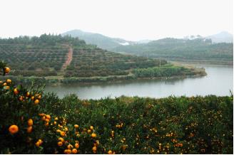 Sinosure Supporting the Export of NanFeng Orange